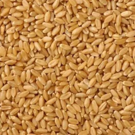 Little Millet