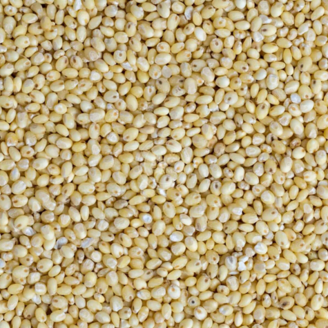 Proso Millet