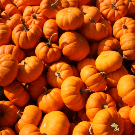 Pumpkin
